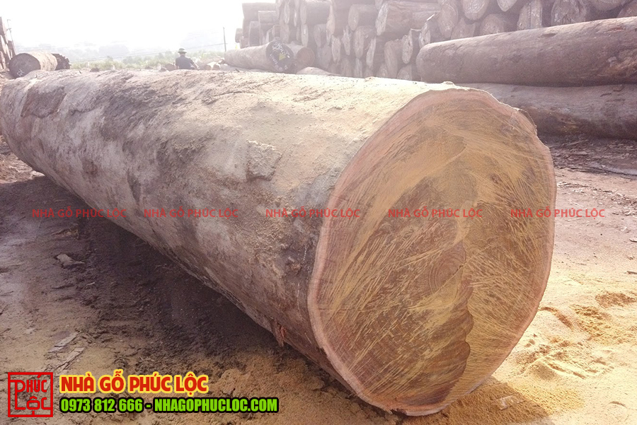 Cây gỗ lim Lào to được cưa xẻ